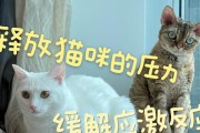 降低宠物狗应激反应的方法（以关爱和训练为主要手段，打造健康稳定的狗狗生活）