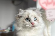 如何正确给布偶猫进行美容？（重要方法，让宠物更加健康美丽！）