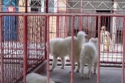 佛山狗场的独特魅力（探索广东佛山的狗场文化，发现纯正的犬类世界）