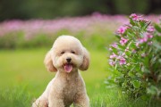 贵宾泰迪犬摇尾巴的含义解析（狗尾巴动作揭示的情感与意图，帮助主人更好地与犬友沟通）