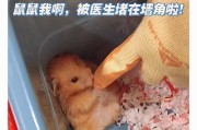 仓鼠软便状况及其原因分析（探究仓鼠软便的症状、可能的疾病及处理方法）