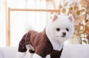 贵宾犬掉毛指南（减少宠物掉毛的方法，让你的贵宾犬更健康）