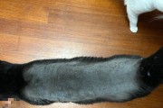 狗狗干皮祛除全攻略（宠物爱好者必读！解决狗狗干皮问题的实用方法）