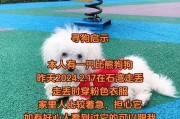 新手带狗狗回家，切莫忽视以下事项（兴奋归来，也要为狗狗负责）