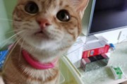 猫为什么会害怕某些气味？（揭秘猫咪对特定气味的恐惧源）