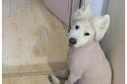 剃光狗狗毛发，到底好还是不好？（宠物主人需注意的剃毛事项，狗狗剃毛的利弊分析）