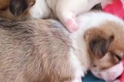小狗奶断奶后不吃饭该怎么办？（解决小狗不吃饭的方法及营养补充）