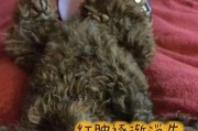 治疗泰迪皮肤炎的有效药物推荐（选用什么药物可以快速有效地治疗泰迪皮肤炎？）