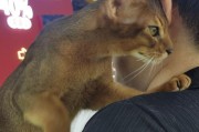 带猫咪外出的必备物品及注意事项（带猫咪外出需要带些什么？带猫咪外出的注意事项是什么？）