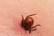 如何识别和治疗狗狗慢性脑炎（掌握关键症状，及早治疗）
