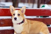 如何合理饲养你的柯基犬？（从喂食到运动，一步步教你打造健康柯基宠物生活。）