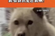 狗为什么会想咬人？（探索狗咬人行为的原因和可能的解决方法）