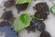 科学喂养乌龟的重要性（乌龟喂养频率和饮食要点详解）