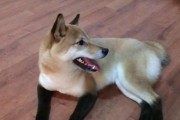 如何让你的宠物狗狗变得更加勇敢（打造自信宠物，提高生活质量）