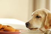这些狗狗需要控制食量！（如何科学地为宠物犬进行饮食管理？）