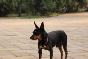 爱宠美容指南——迷你杜宾犬美容要注意什么？（了解迷你杜宾犬的皮肤特点，合理护理美容！）
