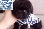 如何以泰迪犬为判断标准确定宠物健康？（掌握十大技巧，让泰迪犬为您的宠物提供更好的保健服务）