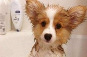 如何解决柯基犬体臭问题？（打造清新宠物生活，以柯基犬为例）