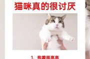 小猫的喜好之谜（揭秘小猫喜欢的东西，猫咪爱不释手的秘密）