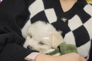 狗狗肚子胀气的原因（了解导致狗狗肚子胀气的因素，让宠物远离不适）