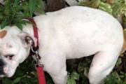 教你如何训练狗狗到指定地点排泄（让你的宠物犬变成完美的小便神器！）