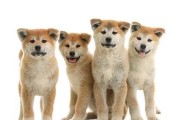 秋田犬中毒的罪魁祸首（哪些植物会危害到你的宠物犬？）