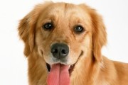 秋季宠物狗狗的健康保障（如何科学养护？保健方法全揭秘！）