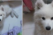 如何解决银狐犬口臭问题（措施和建议，宠物健康从口腔开始）