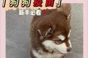 养狗注射疫苗，健康宠物从我做起（给爱宠注射疫苗，预防疾病、保障健康）