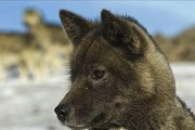 爱犬从未如此甜蜜——关于格陵兰犬的饲养方法（让你成为称职的宠物主人，从饲养格陵兰犬开始）