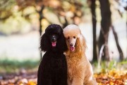 如何正确给贵宾犬洗澡（注意5个重要事项，宠物干净舒适过一天）