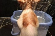 猫咪洗澡全攻略（宠物主人必看的15个步骤）