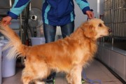 金毛巡回猎犬的美容（让你的爱宠更加迷人动人，尽显优雅风范）