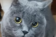 小猫的视力发育周期（从闭眼无助到明亮炯活，小猫眼睛的奇妙变化）