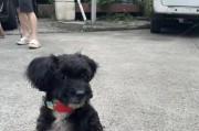 贵宾犬的标准体重及超重情况（了解贵宾犬的理想体重，关爱它们的健康）