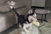 狗为何总跟主人睡？（深入探究狗为何喜欢与主人同床共枕的原因）