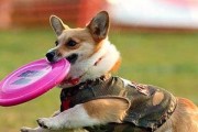 犬训练中主人需注意的因素（如何提高犬的训练效果）