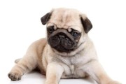 巴哥犬的饲养与成本（了解巴哥犬的价格及合理饲养方法）