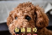 一岁泰迪的饮食指南（了解泰迪狗狗的饮食需求，让它健康成长）
