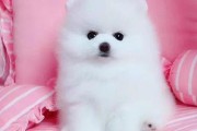博美小时候的茶杯犬身影（记录博美小时候的茶杯犬特征和习性）