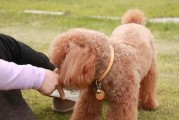 泰迪犬的水果饮食指南（为你的泰迪定制最佳水果食谱，让它健康快乐成长）