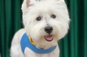 如何为你的老年期万年梗犬做美容护理（细节决定犬儿的美丽与健康）