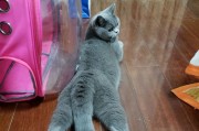 猫喜欢用后退挠下巴的原因（揭秘猫咪背后的下巴挠挠之谜）