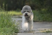 告别贵宾犬扑身，教你培养良好的宠物习惯（改掉贵宾犬扑身习惯的方法和技巧，让你和宠物和谐相处）