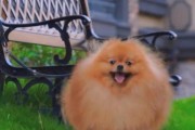 血统犬与赛级犬（纯种犬的优势与特点，以及赛级犬的培养与竞技）