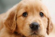 金毛犬的孤独心理（以宠物为主，探究金毛犬的孤独感受及其应对方式）