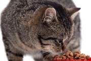 土猫的饮食习惯（选择什么样的猫粮才是最好的？）