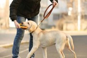 拉布拉多犬体重分析（了解拉布拉多犬的体重范围及其对健康的影响）