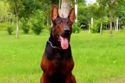 如何训练莱州红犬坐下？（以宠物为主，从基础开始训练）