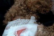 狗狗咬我是什么意思？（探究狗狗咬人的原因和解决办法）